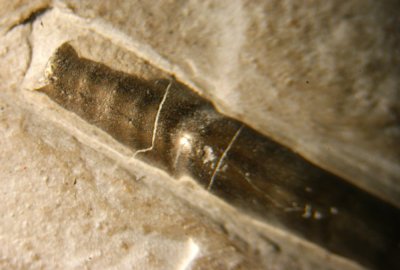 Bochianites neocomiensis, 45 mm orthoconic ammonite. Upper Valanginian, Early Cretaceous. Drome, France.