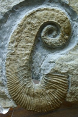 Acrioceras tabarelli (7 cm) from the Early Cretaceous (Barremian) of les Alpes de Hautes-Provence.