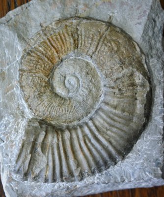 Crioceras, 75 mm complete with spines. Hauterivian, Gard, France.