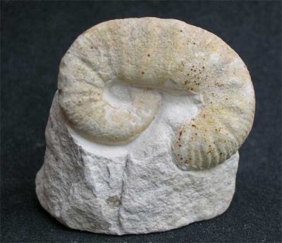 Scaphites equalis, 27 mm long. Chalk, Middle Cenomanian, Upper Cretaceous. Uplyme, Dorset, UK.