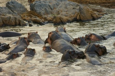 Tanzania Hippos