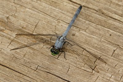 Trinity dragonfly
