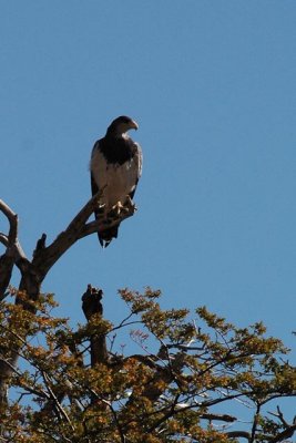 wildlife