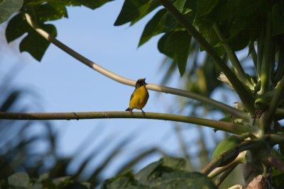 Costa Rica