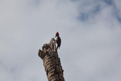 Costa Rica