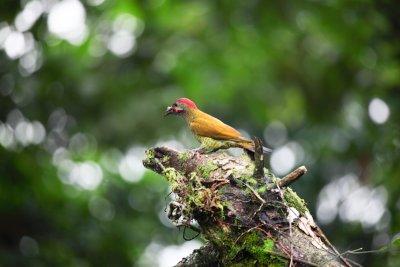 Costa Rica