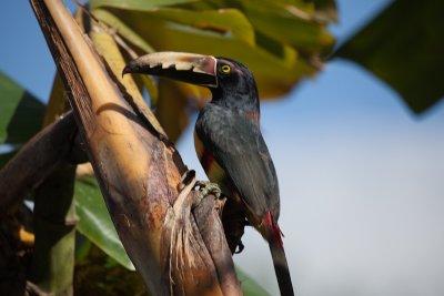 Costa Rica