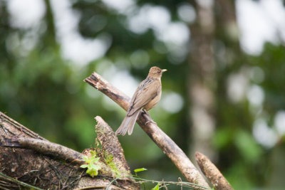 Costa Rica