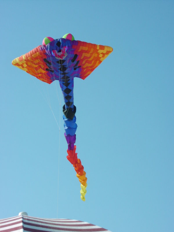 Kites at new heights 