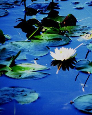 Lilies on the pond