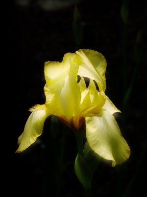 Iris