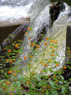 Spottted Jewelweed by the Falls 