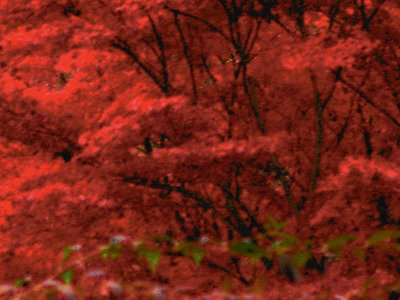 Crimson Tree Fall 2010 