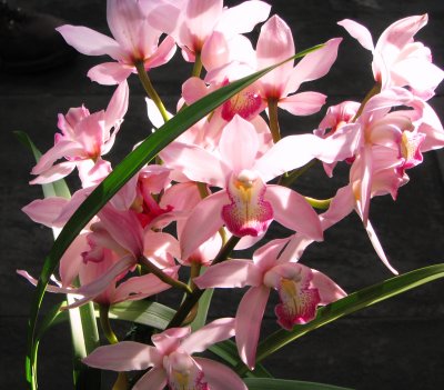 Orchids