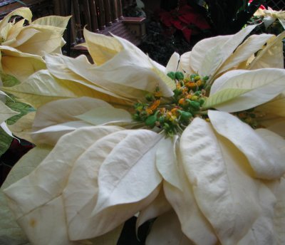 Poinsettia - Gold