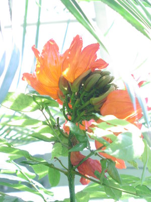 Lilies 