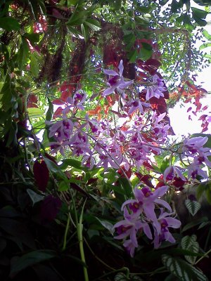 Orchids everywhere