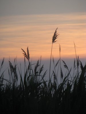 Reeds at Sunset