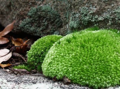 Lovely Moss growing in the Shade