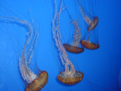 Jelly Fish