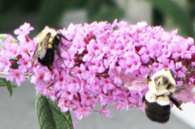 Bumblebee Lunch with Butterfly Bush