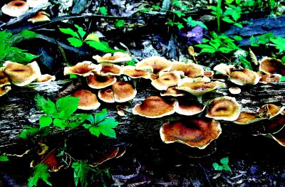 Mushroom Omelette on a Log