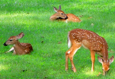 Three fawns are better than none