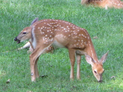 One and a Half  Fawn