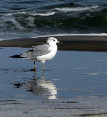 Seagull Wading
