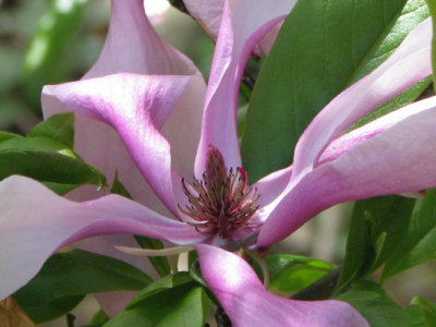 Magnolia Bloom 2010