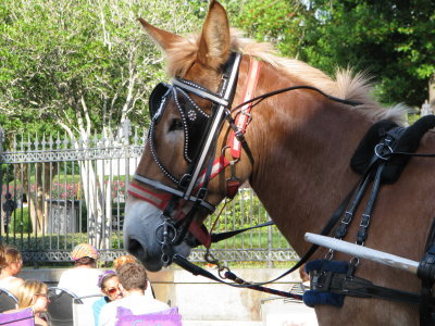Carriage Horse