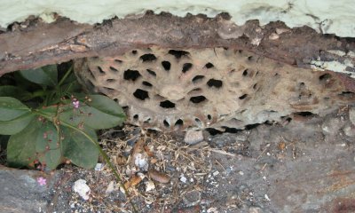 Drainage vent with cover.