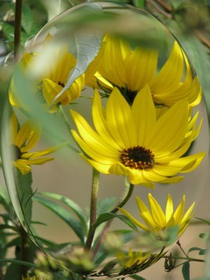 Flower in a bottle.