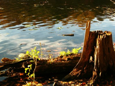 Tree Stump