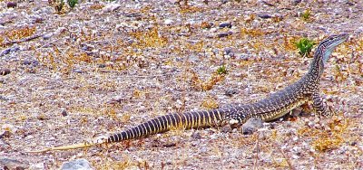 Goulds Goanna