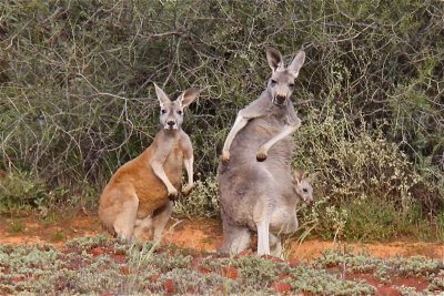 Mum, delinquent aged Son and a Joey in the pouch!