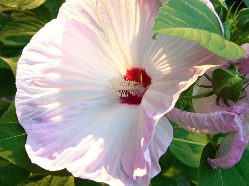 canadian hibiscus