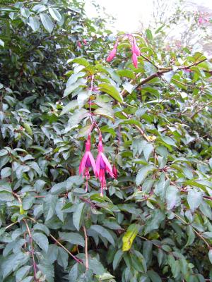 Fuschia flowers