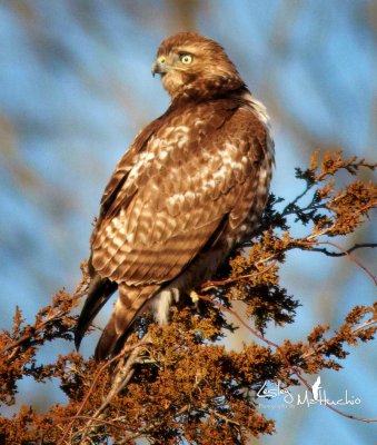 A young Red Tail Hawk