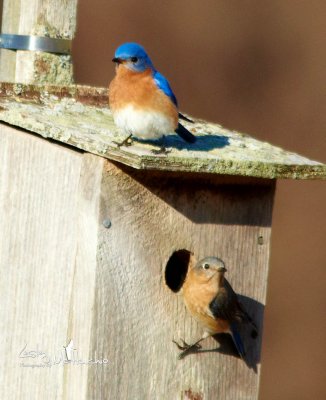 Eastern Bluebird pair