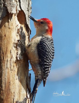 Red Bellied Woodpecker
