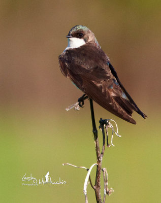Tree Swallow ( female )