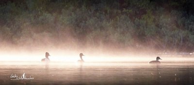 Ring Neck Ducks in morning mist