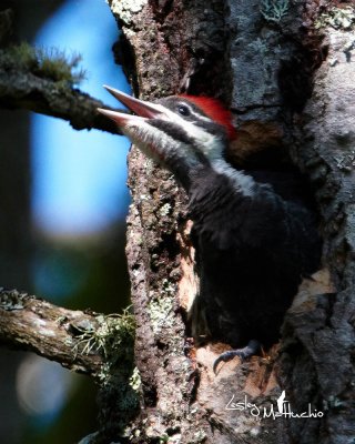 Pileated Woodpecker yelling for parents to feed him.