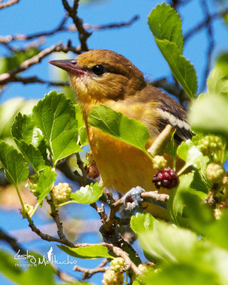 Young Oriole