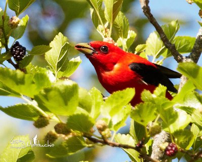 Scarlet Tanager