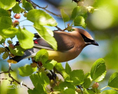 Cedar Waxwing