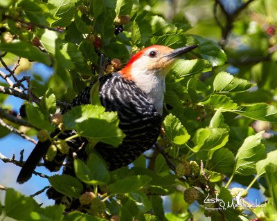 Red Bellied Woodpecker