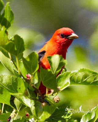 Scarlet Tanager