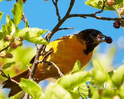 Baltimore Oriole